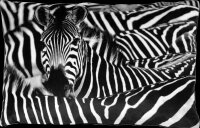 Kissenh&uuml;lle ca. 40x60cm ( Zebra Schwarz )