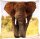 Kissenh&uuml;lle ca. 40x40cm ( Elephant )
